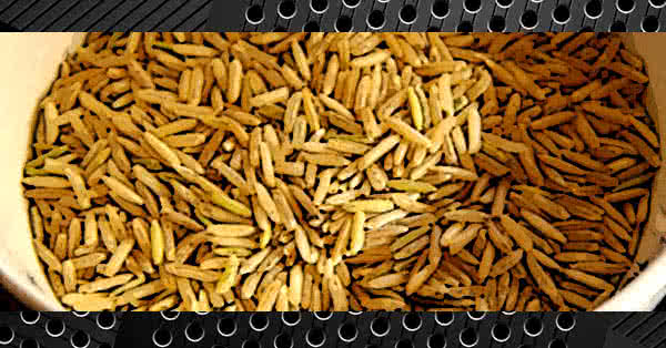 A complex source of carbs ”A